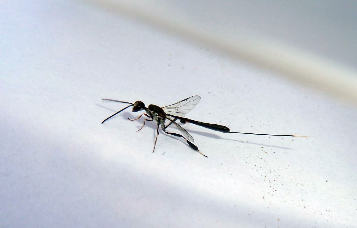 Ichneumonidae? No, Gasteruption sp., Gasteruptiidae